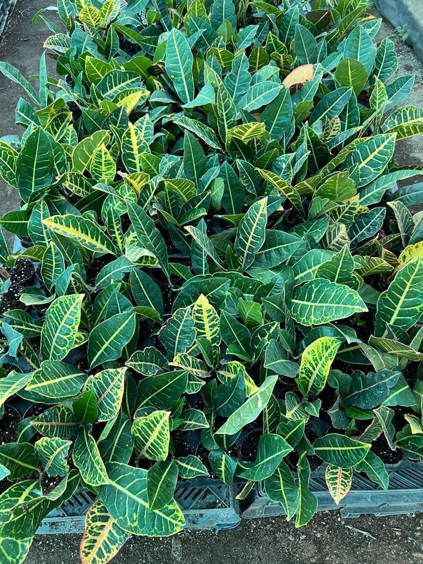 Croton Plants