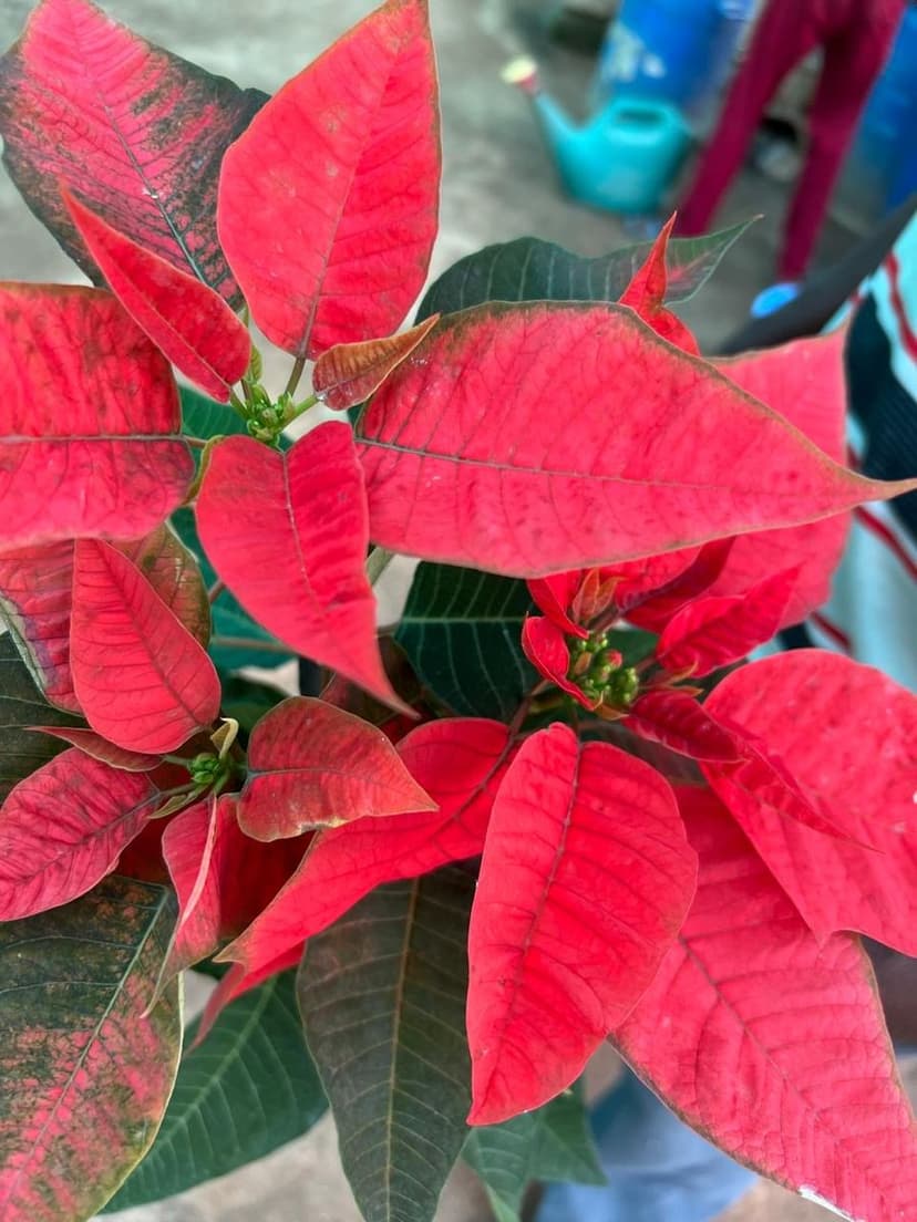 Poinsettia – Red
