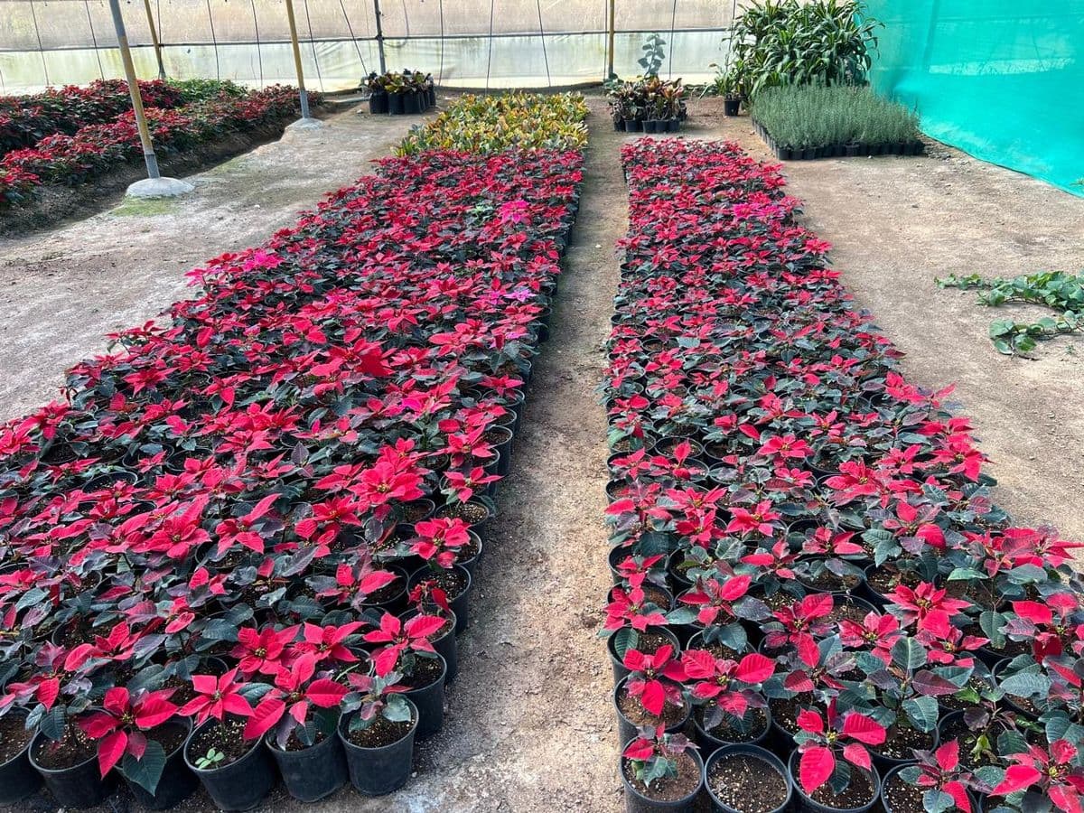 Akshaya Farms nursery