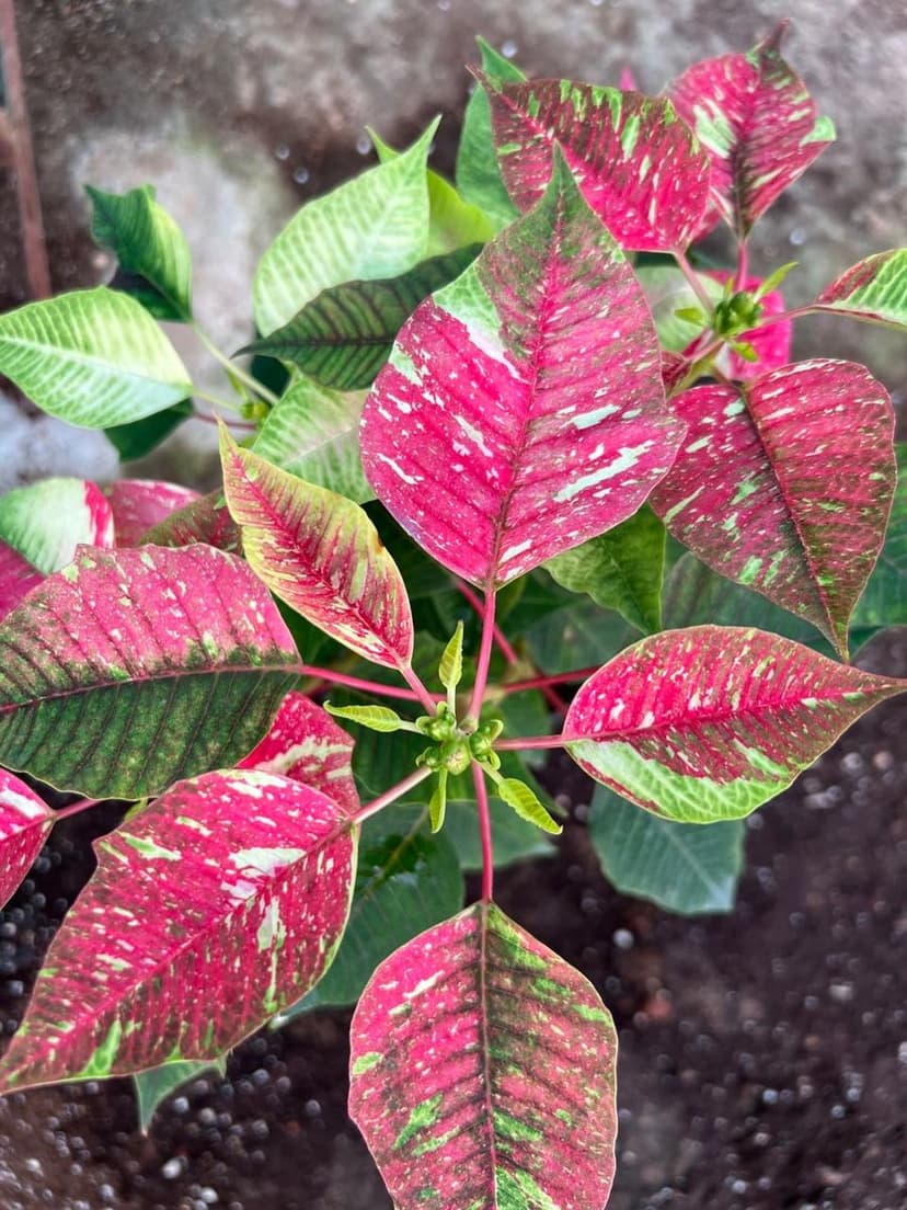 Poinsettia – Variegated