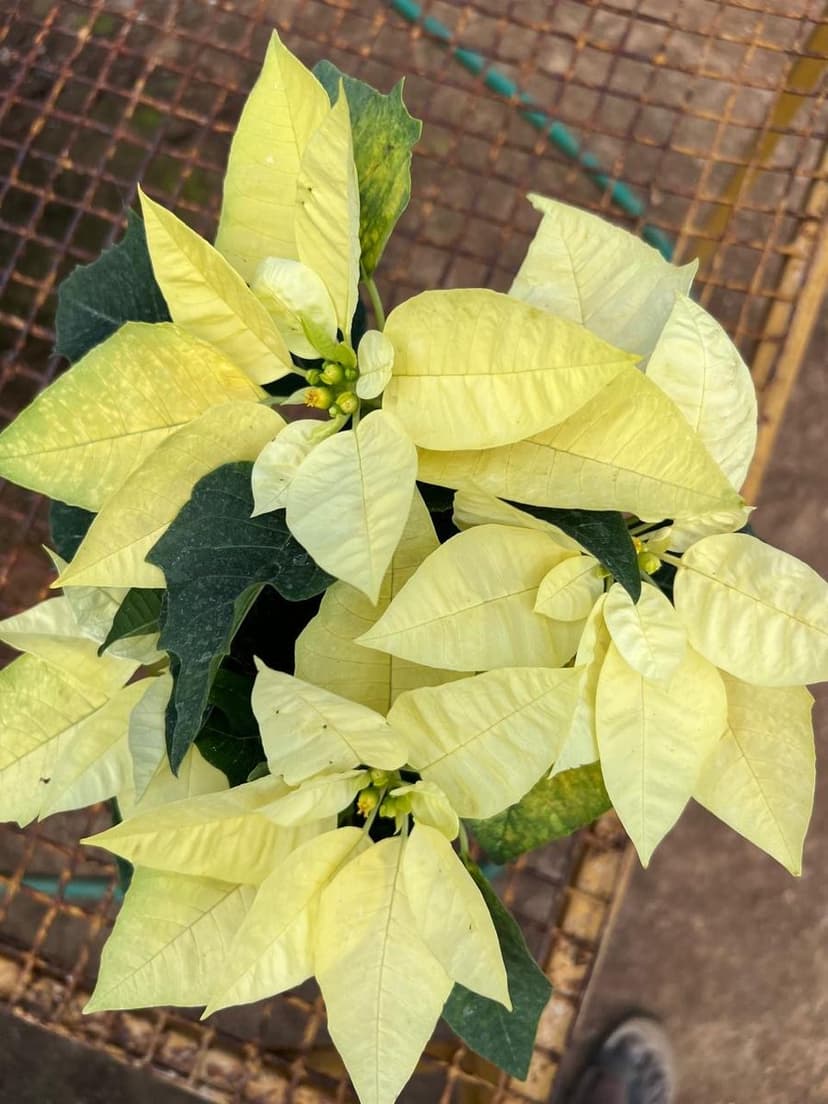 Poinsettia – White