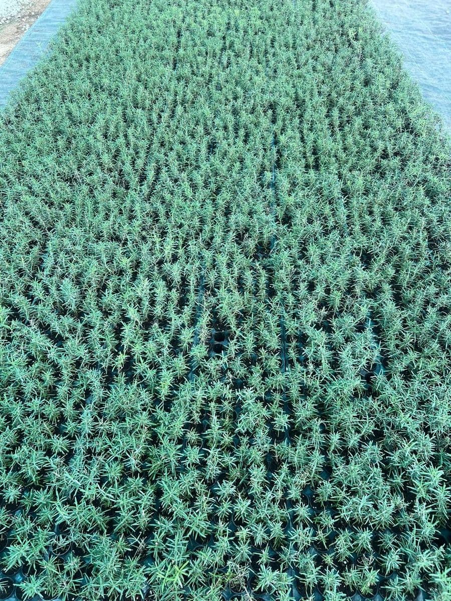 Rosemary greenhouse at Akshaya Farms