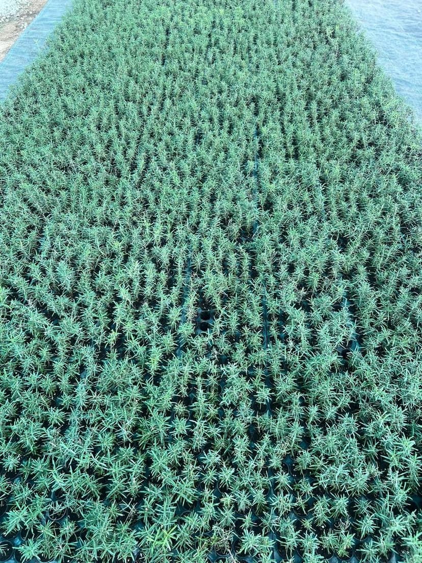 Rosemary