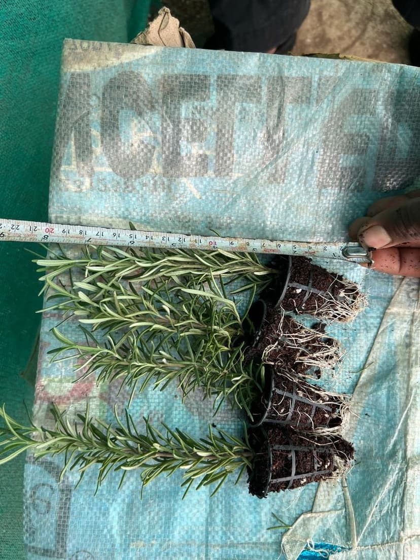 Rosemary Seedlings